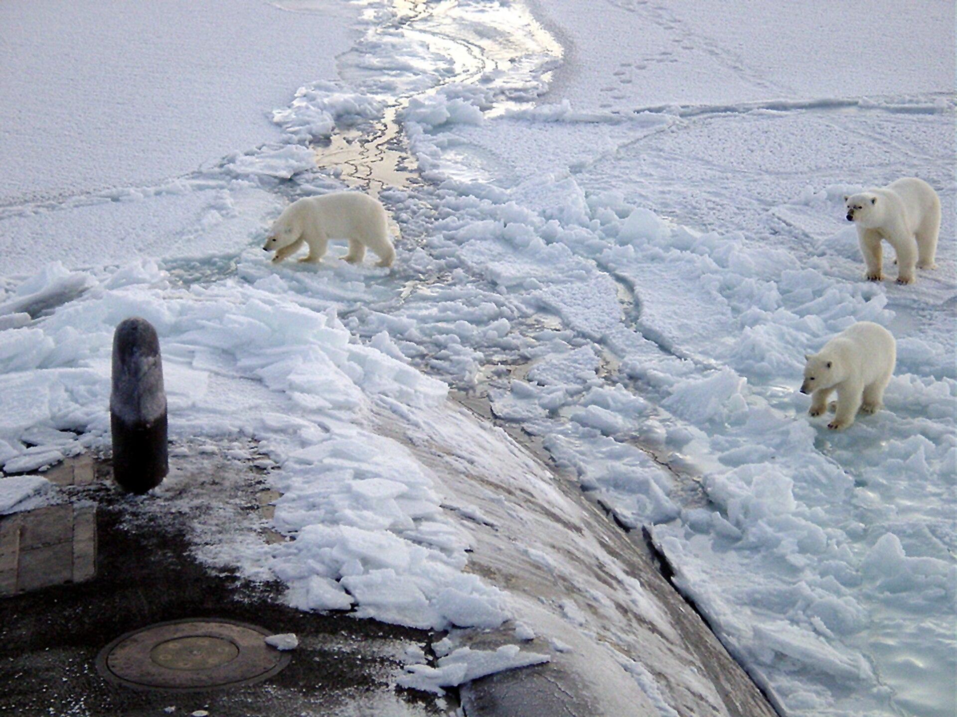 Polar Bear on Ice jigsaw puzzle preview