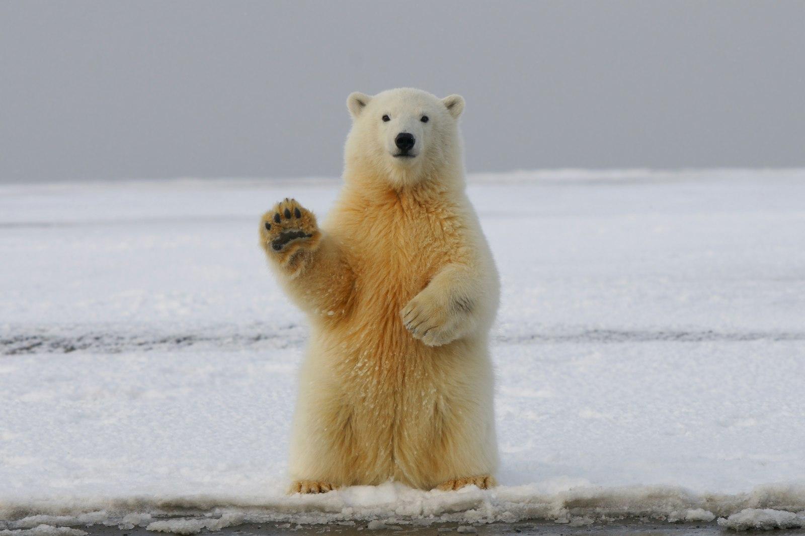 Polar Bear jigsaw puzzle preview