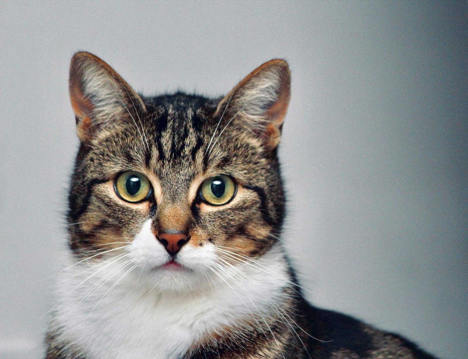 Portrait Of A Cat Looking At The Camera jigsaw puzzle preview
