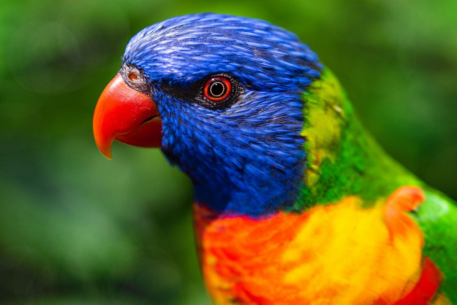 Portrait Of A Rainbow Lorikeet. These Would jigsaw puzzle preview