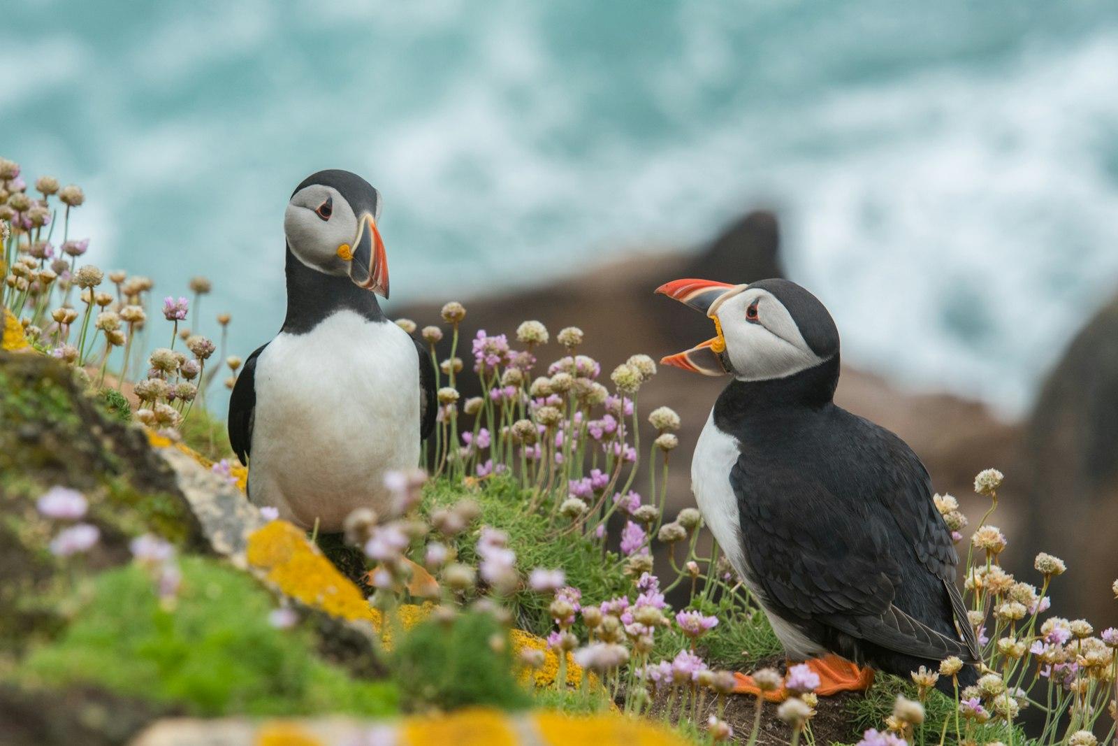 Puffin Talk On Saltee Island Great jigsaw puzzle preview