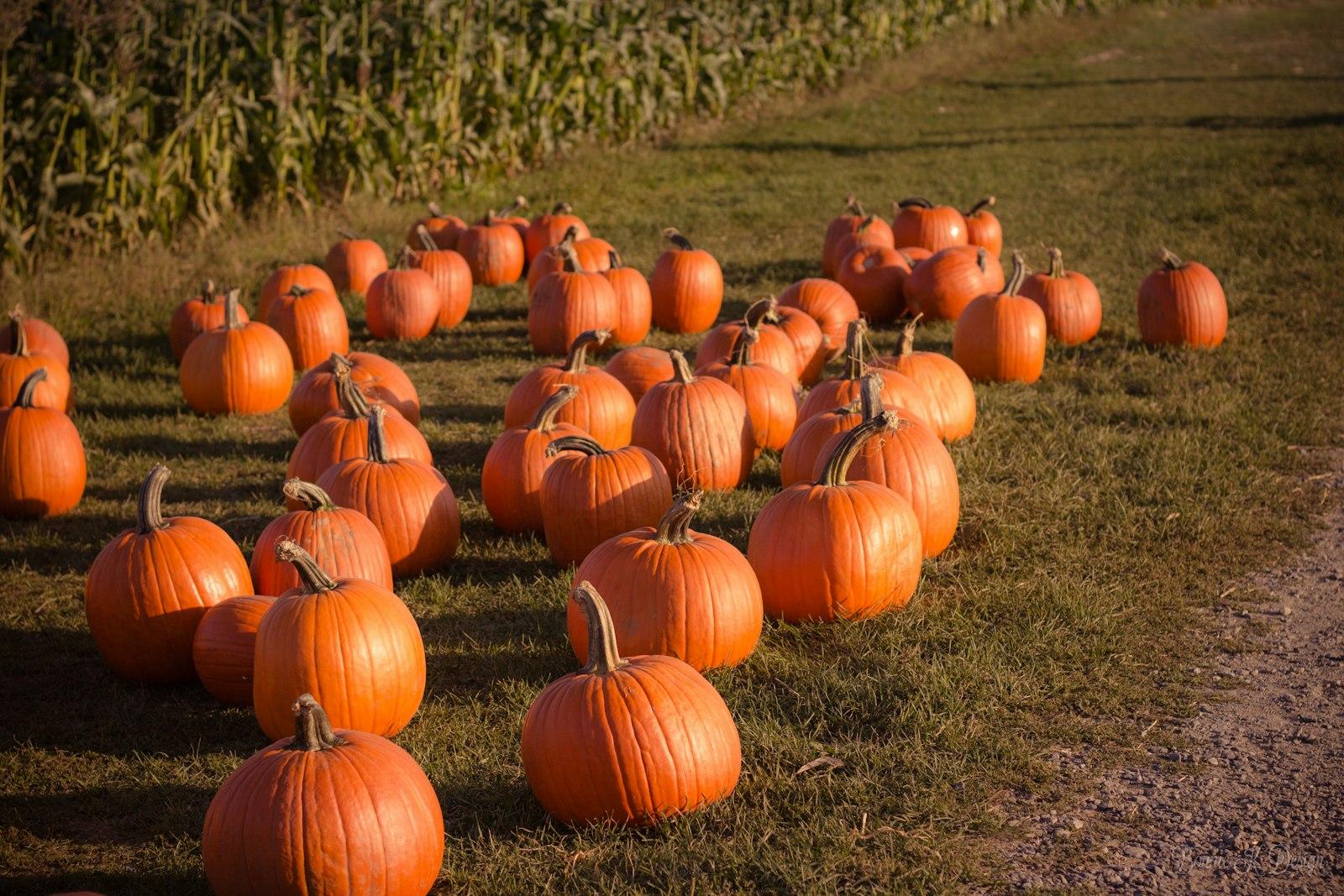 Pumpkin Picking jigsaw puzzle preview