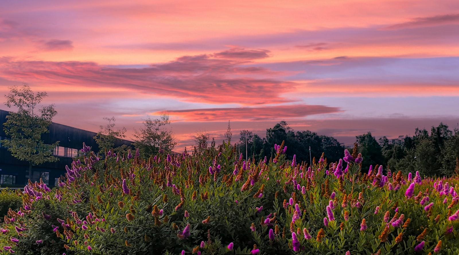 Purple Flower Field During Sunset jigsaw puzzle preview