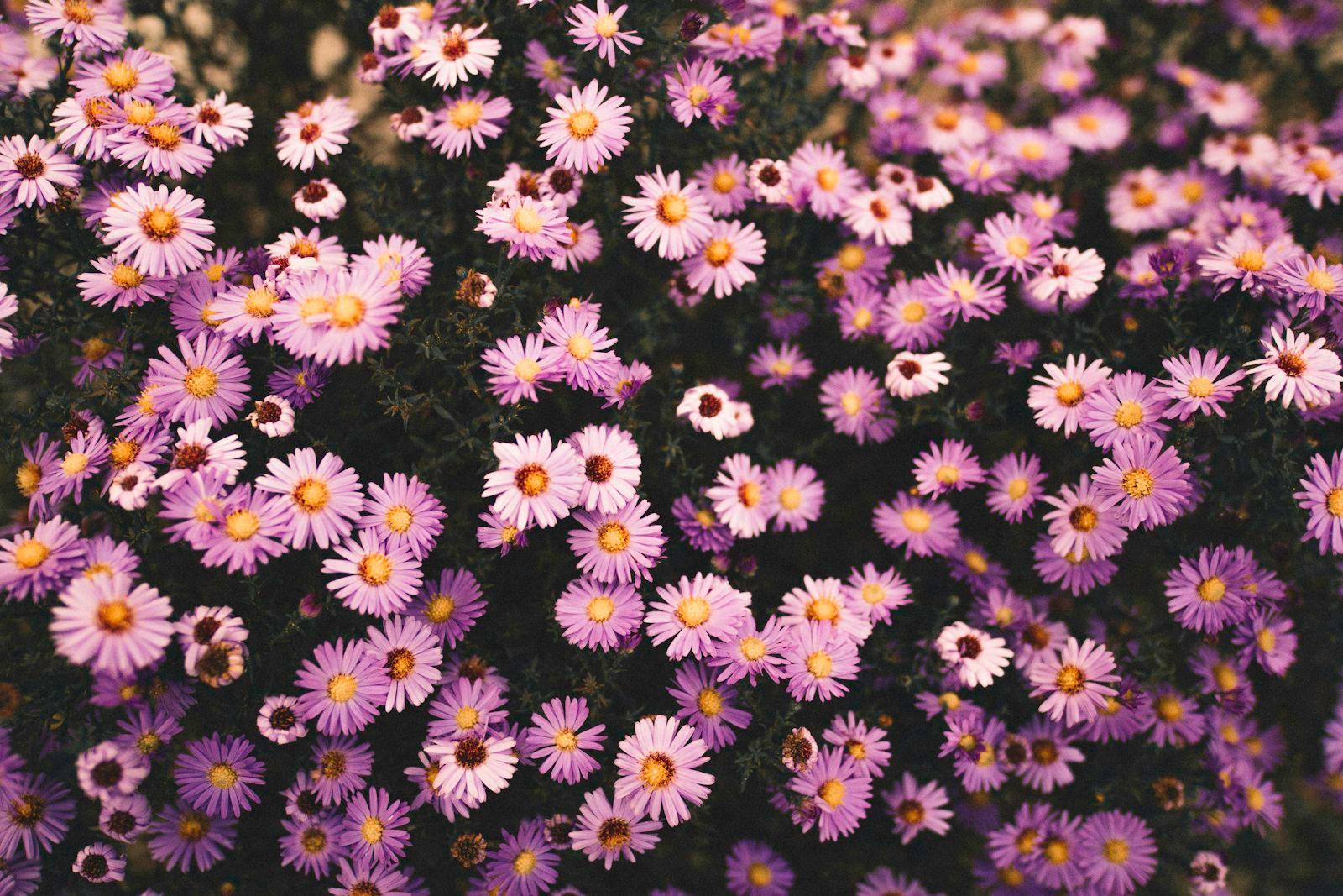 Purple Flower jigsaw puzzle preview