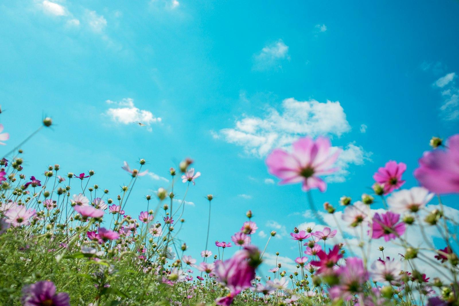 Purple-Petaled Flowers jigsaw puzzle preview