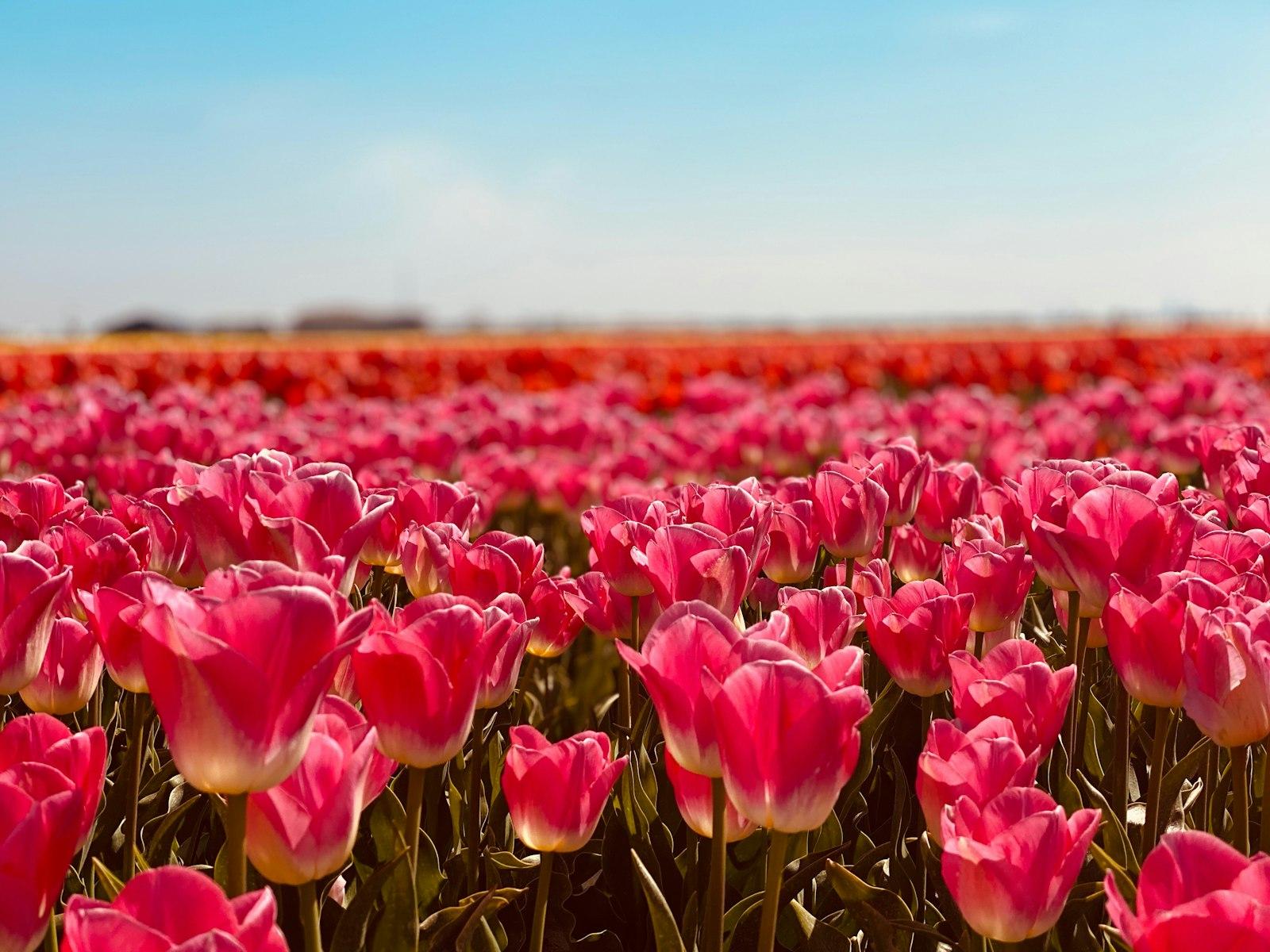 Purple Tulips Field During Daytime jigsaw puzzle preview