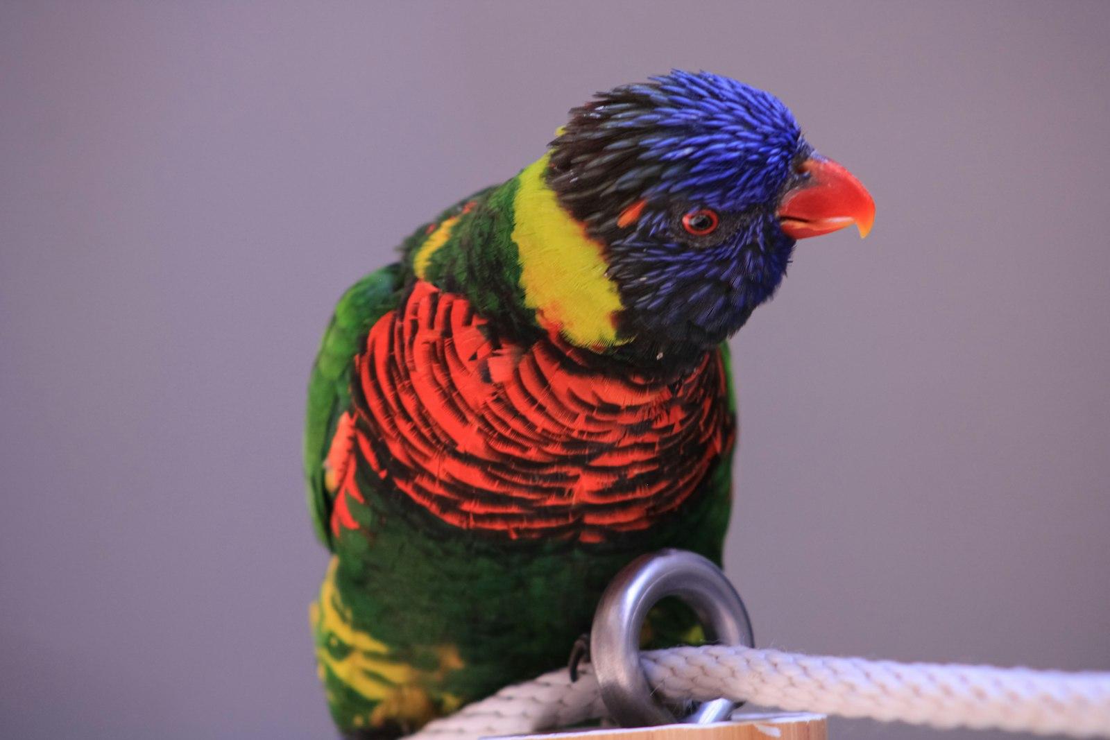 Rainbow Lorikeet jigsaw puzzle preview
