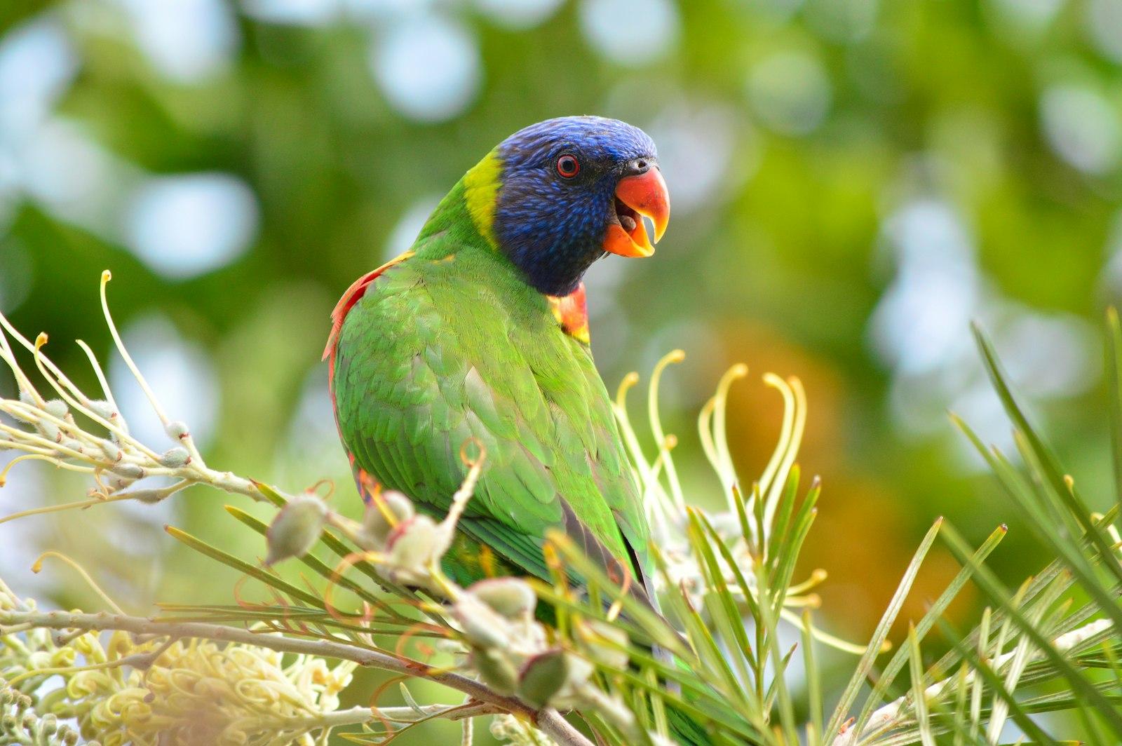 Rainbow Lorikeet jigsaw puzzle preview