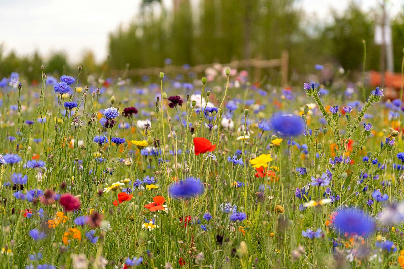 Red And Blue Flowers On Green Grass Field During D jigsaw puzzle preview