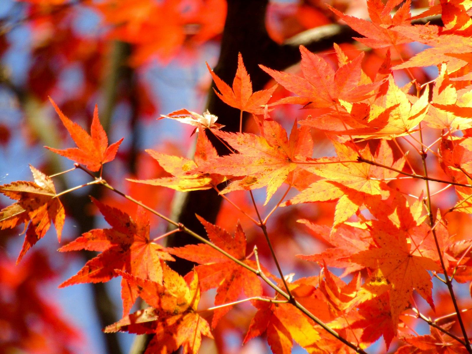 Red And Brown Maple Leaves jigsaw puzzle preview