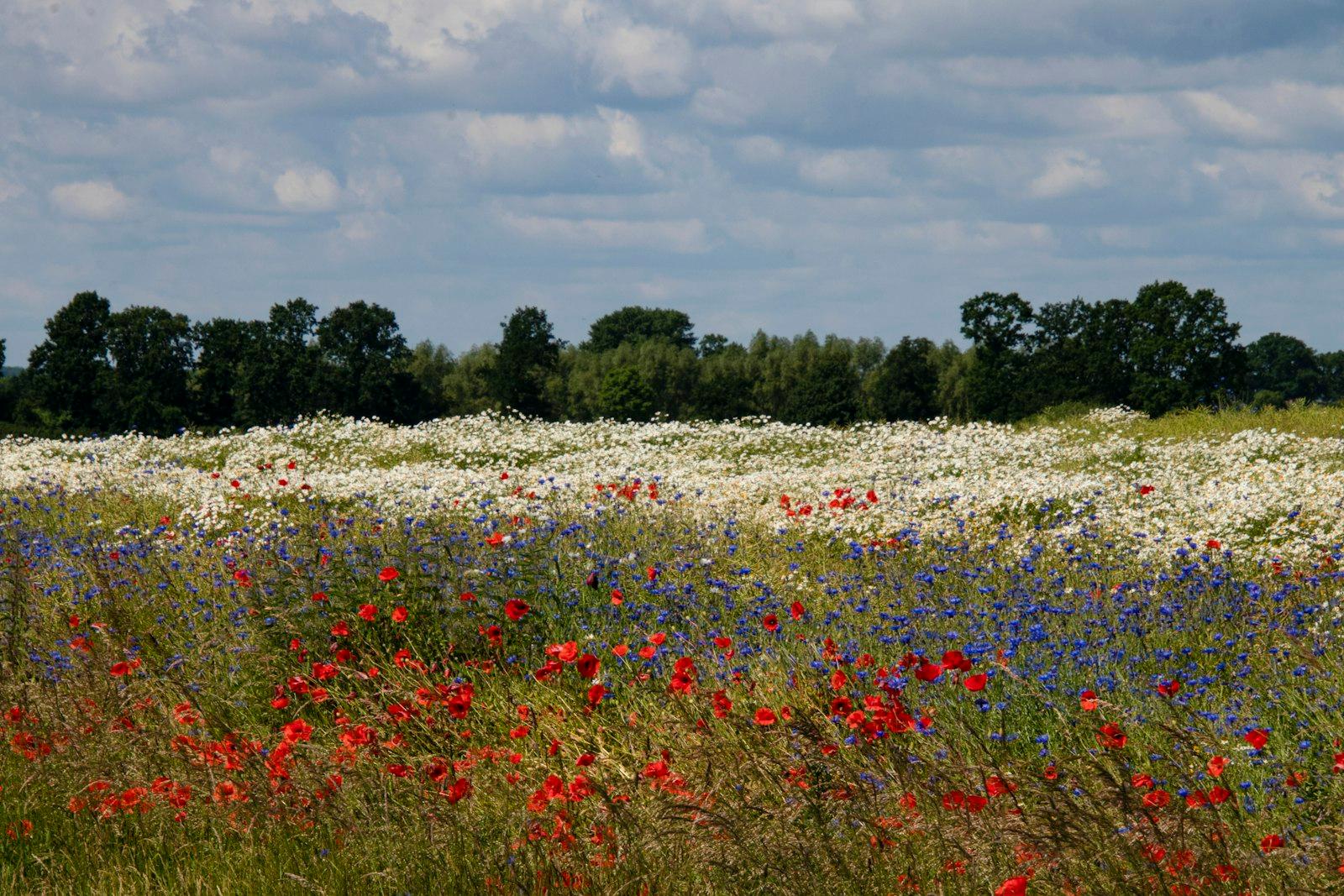 Red And White Flower Field Under White Clouds And jigsaw puzzle preview