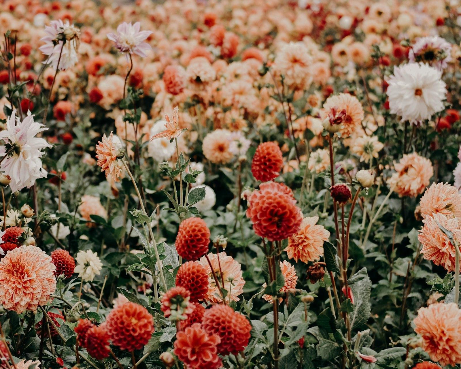 Red And White Flowers jigsaw puzzle preview