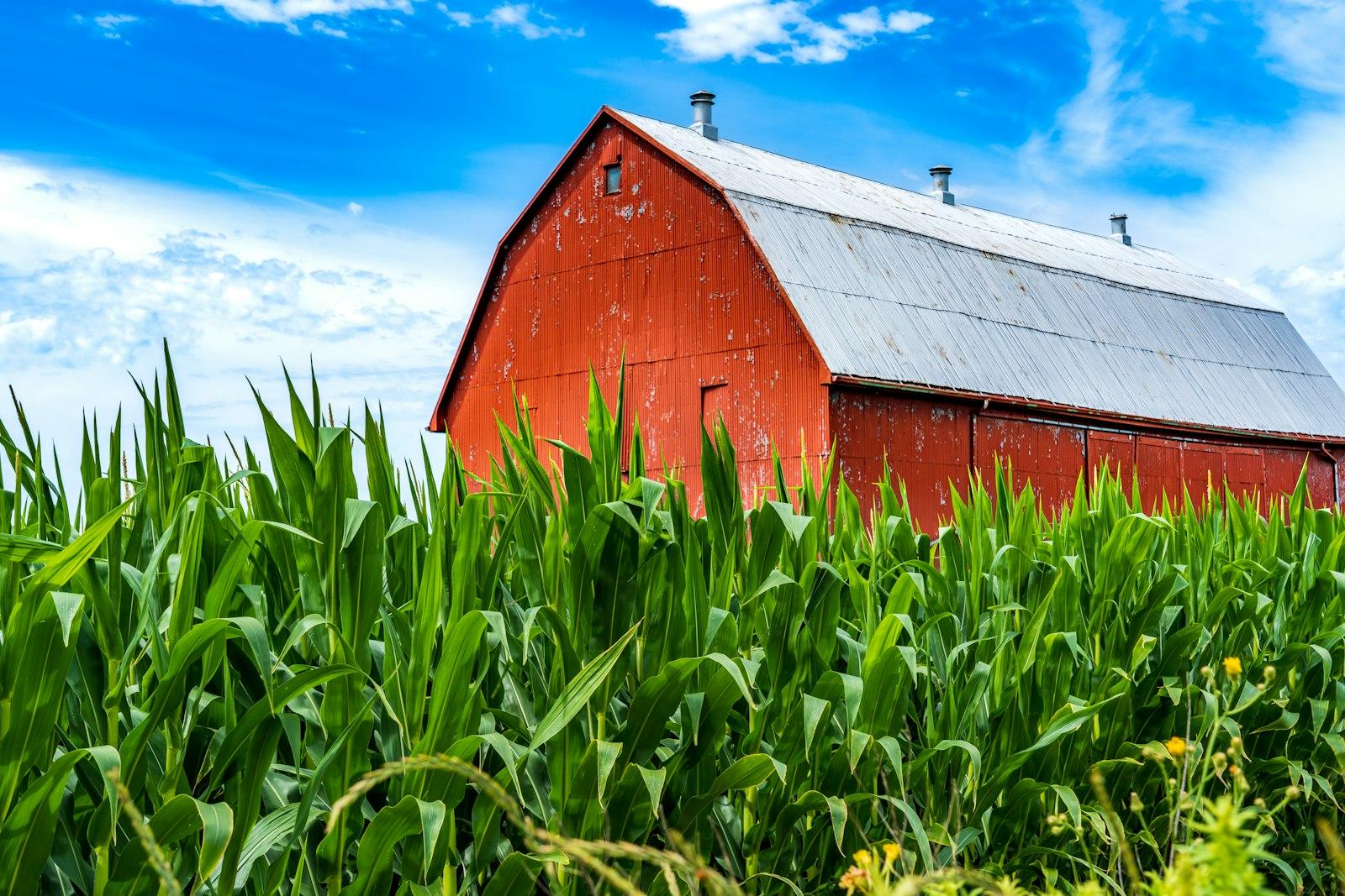 Red Barn With Green Corn In The Foreground jigsaw puzzle preview