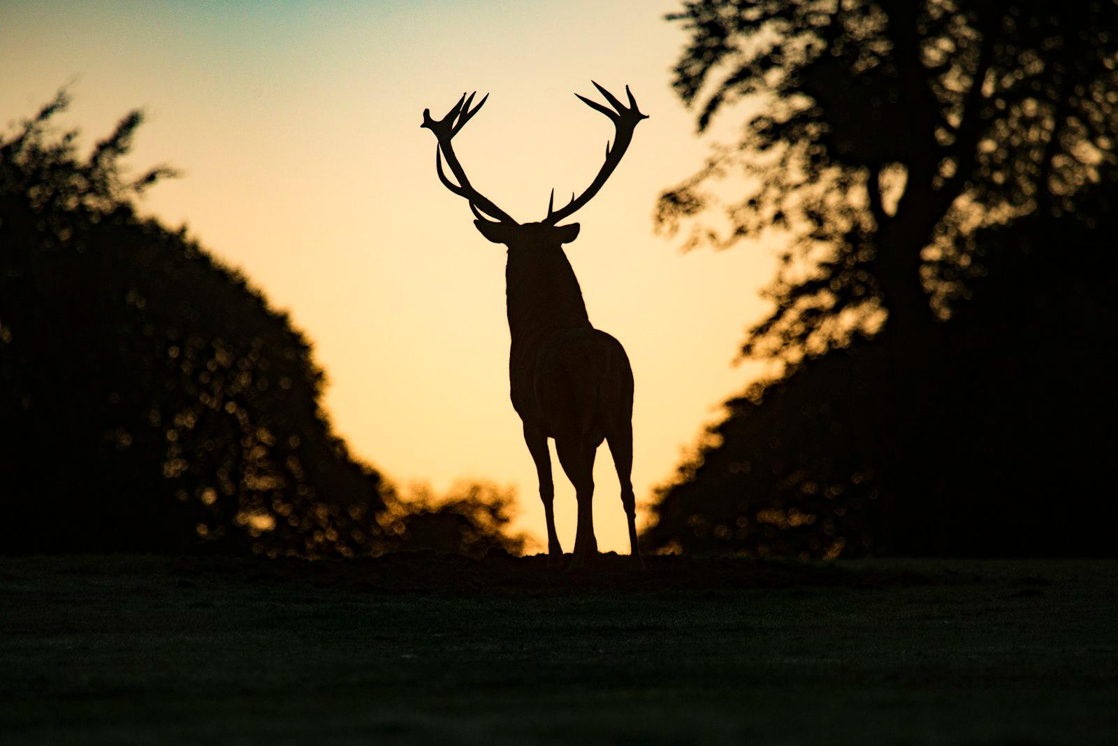 Red Deer Silhouette In The Sunrise, England jigsaw puzzle preview