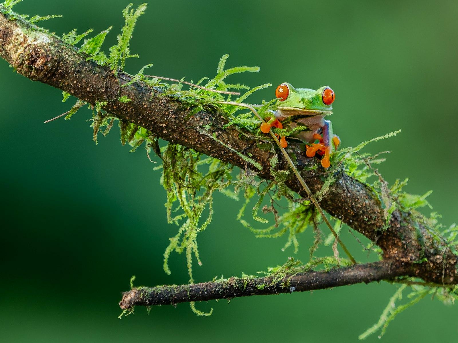 Red-Eyed Tree Frog, Costa Rica jigsaw puzzle preview