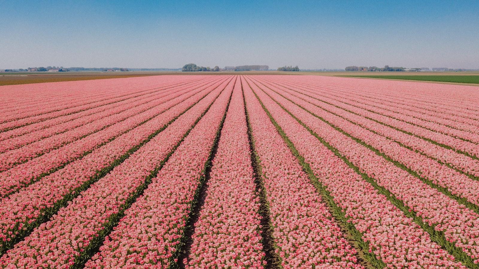 Red Flower Field Under Blue Sky During Daytime jigsaw puzzle preview