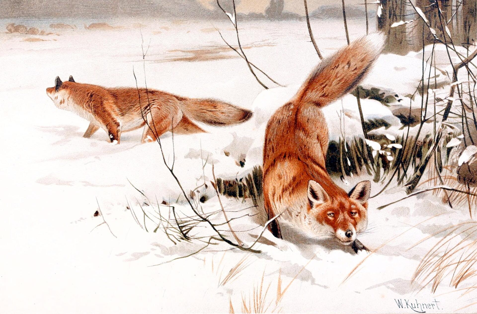 Red Fox in Snow jigsaw puzzle preview