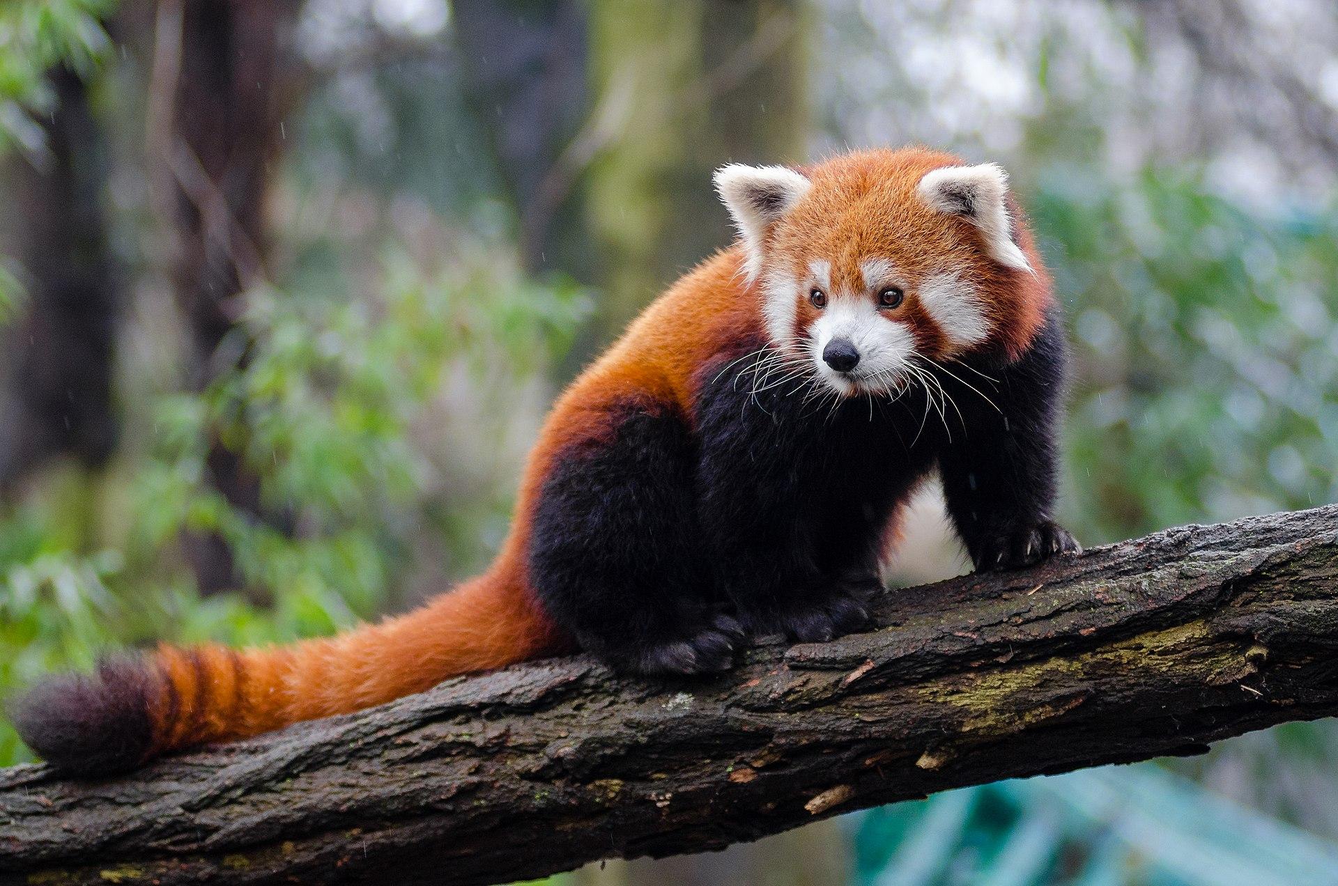 Red Panda in a Tree jigsaw puzzle preview