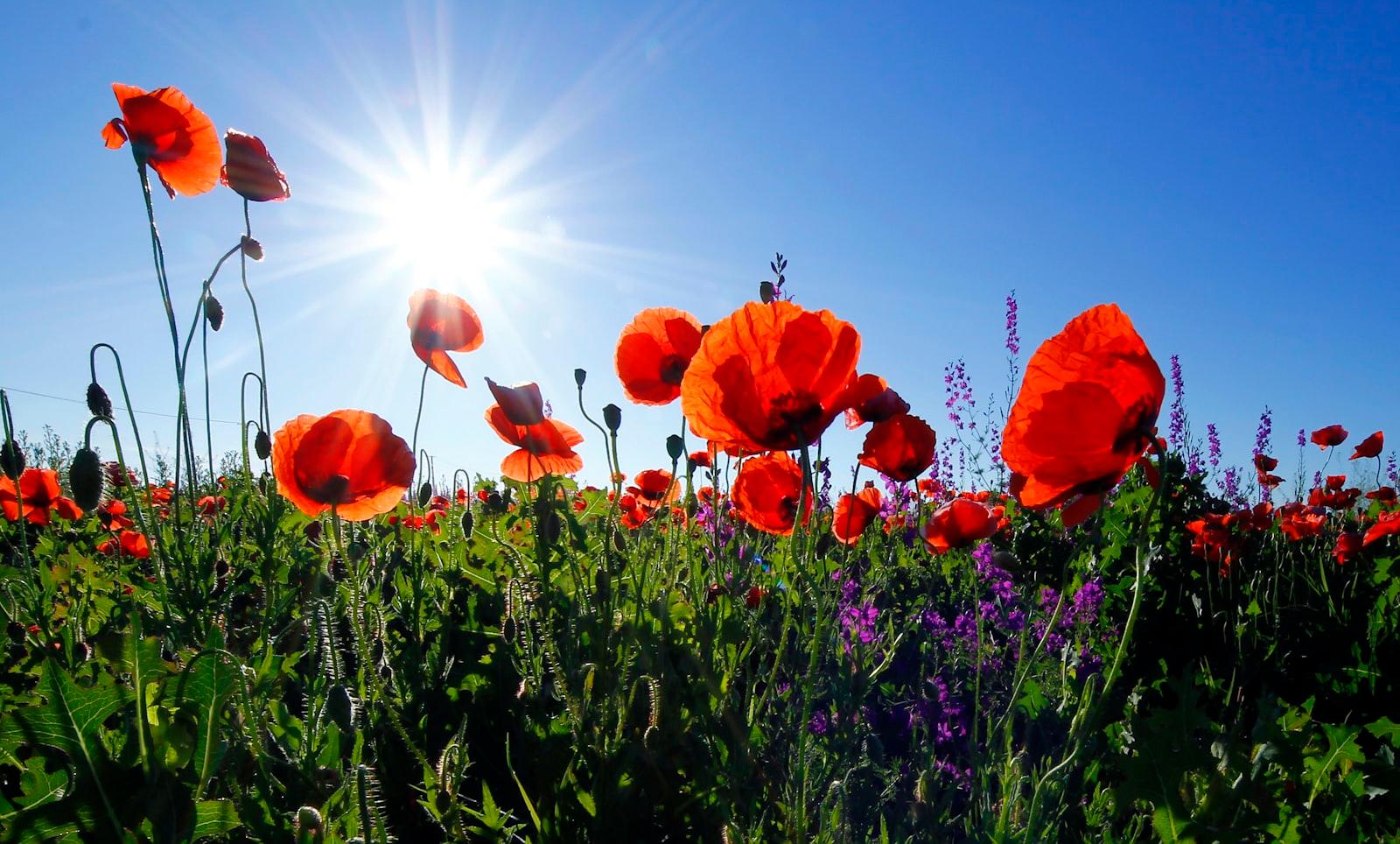 Red Poppies Under Morning Sun jigsaw puzzle preview