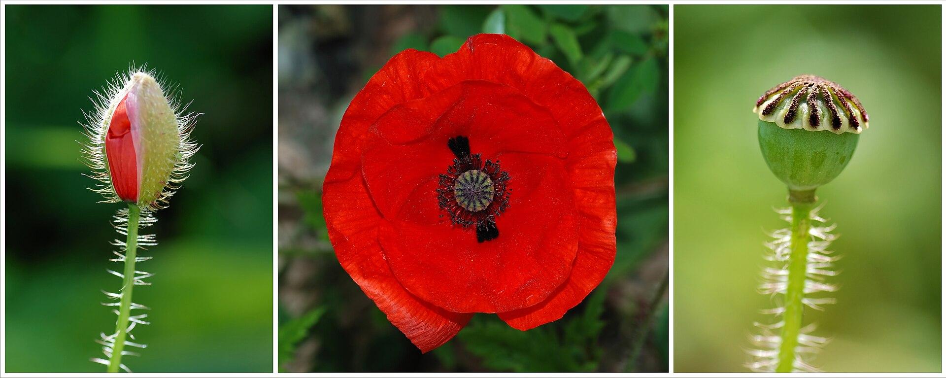 Red Poppy Field jigsaw puzzle preview