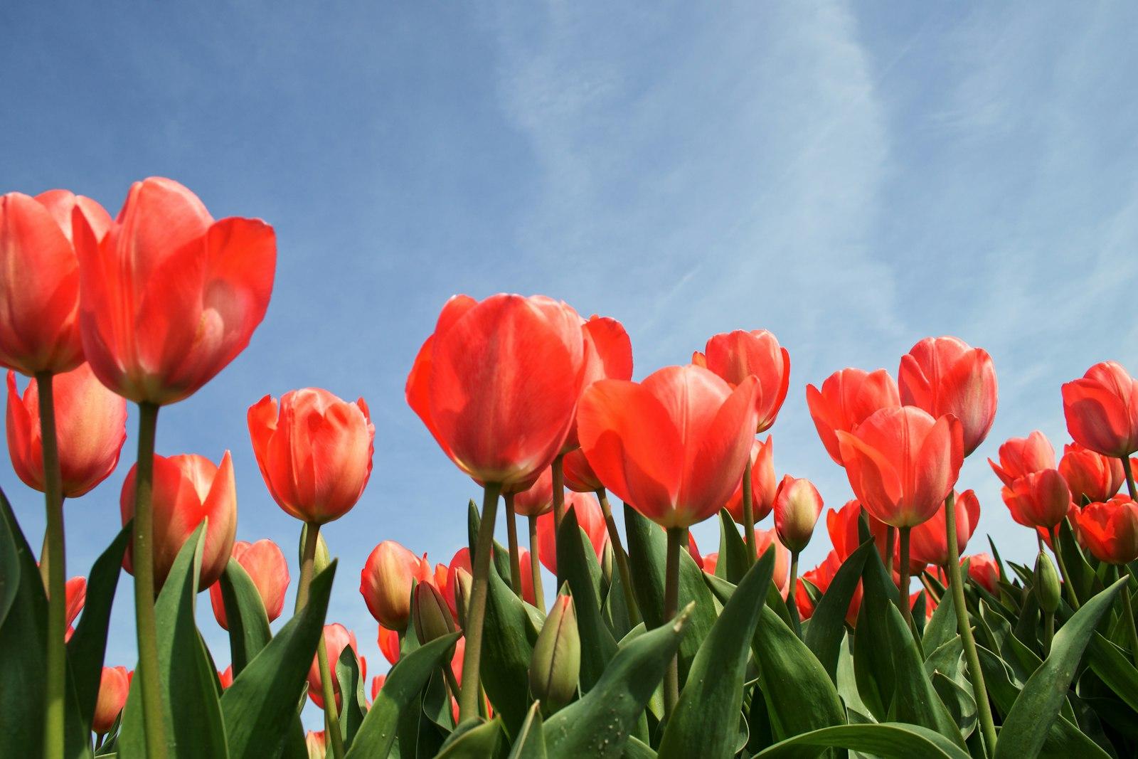 Red Tulip Flowers Under Calm Blue Sky jigsaw puzzle preview