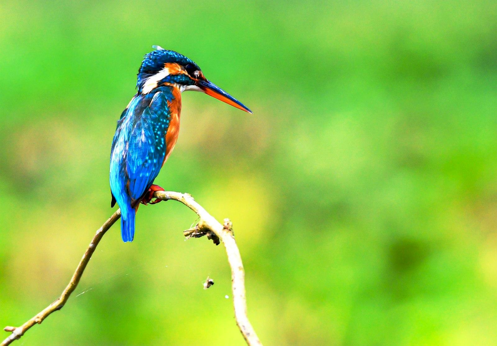River Kingfisher jigsaw puzzle preview