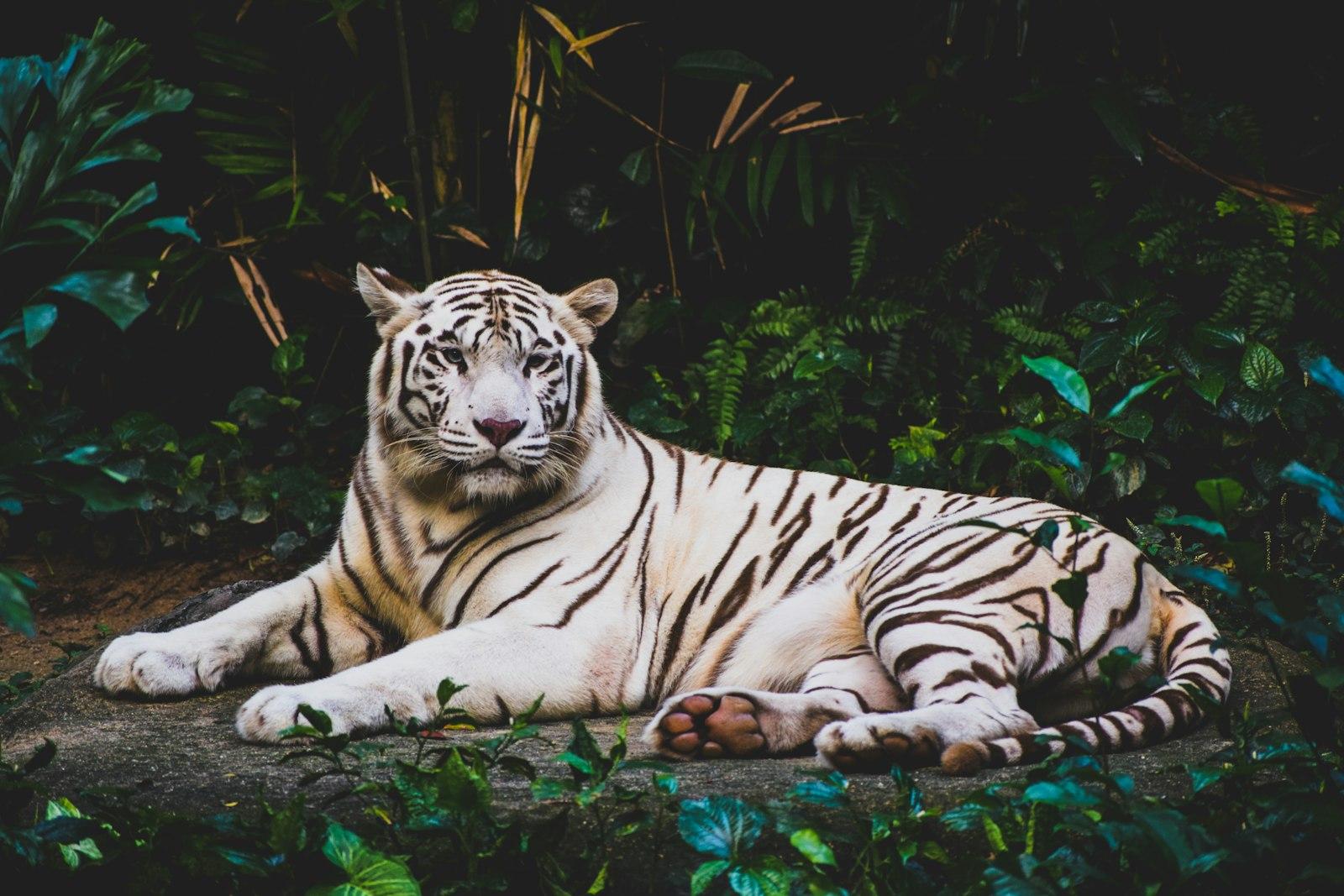 Roar! jigsaw puzzle preview