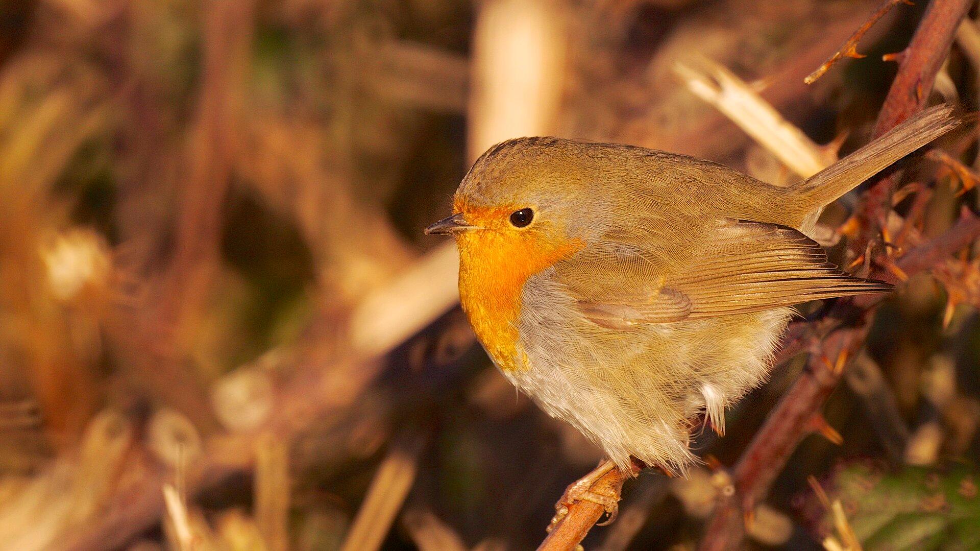 Robin in Winter jigsaw puzzle preview