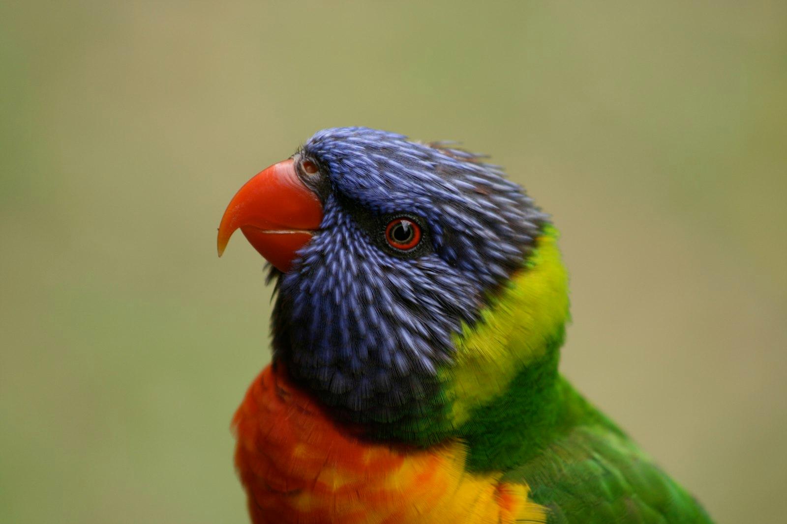 Rosella Bird jigsaw puzzle preview