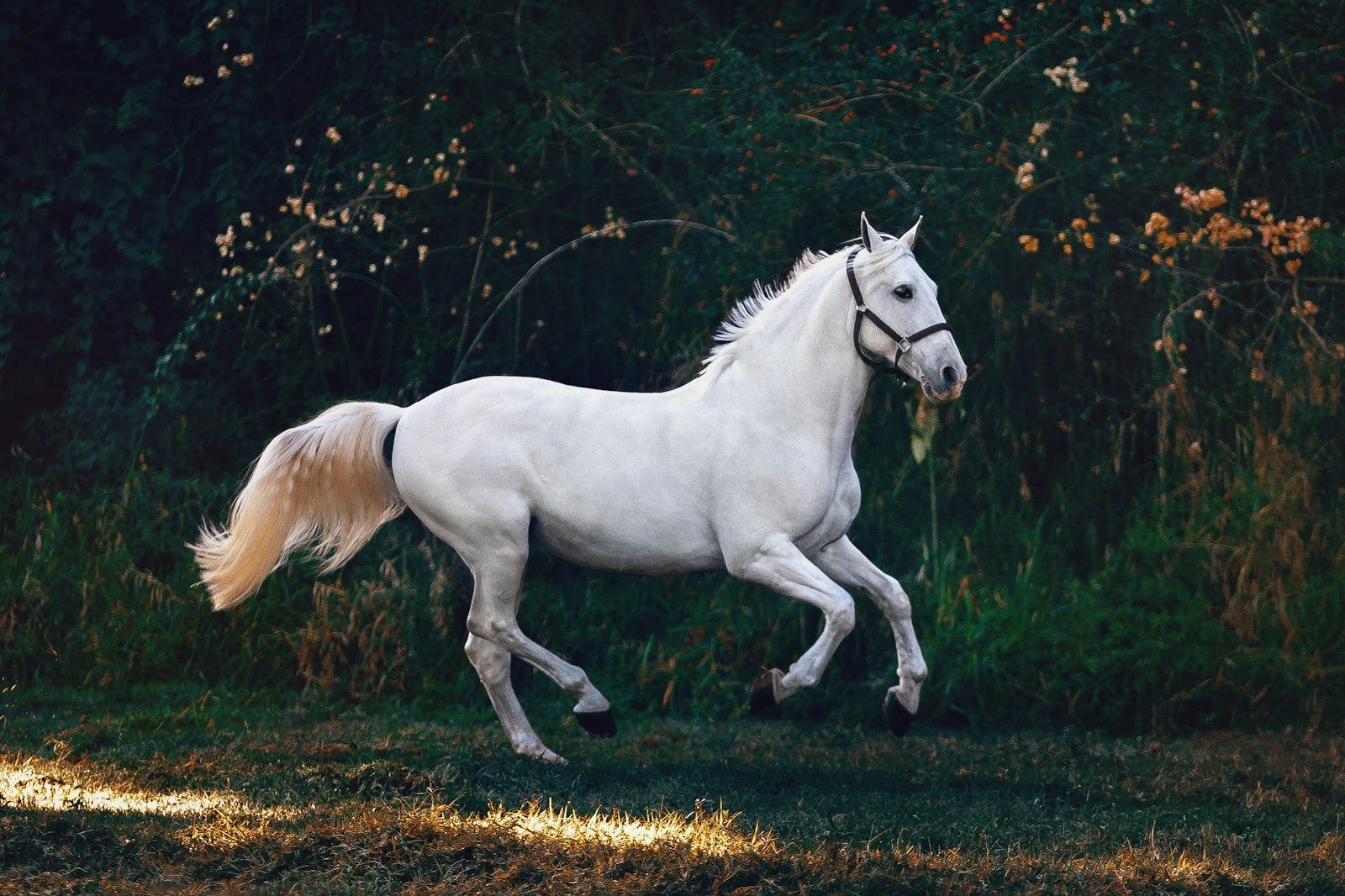 Running White Horse jigsaw puzzle preview