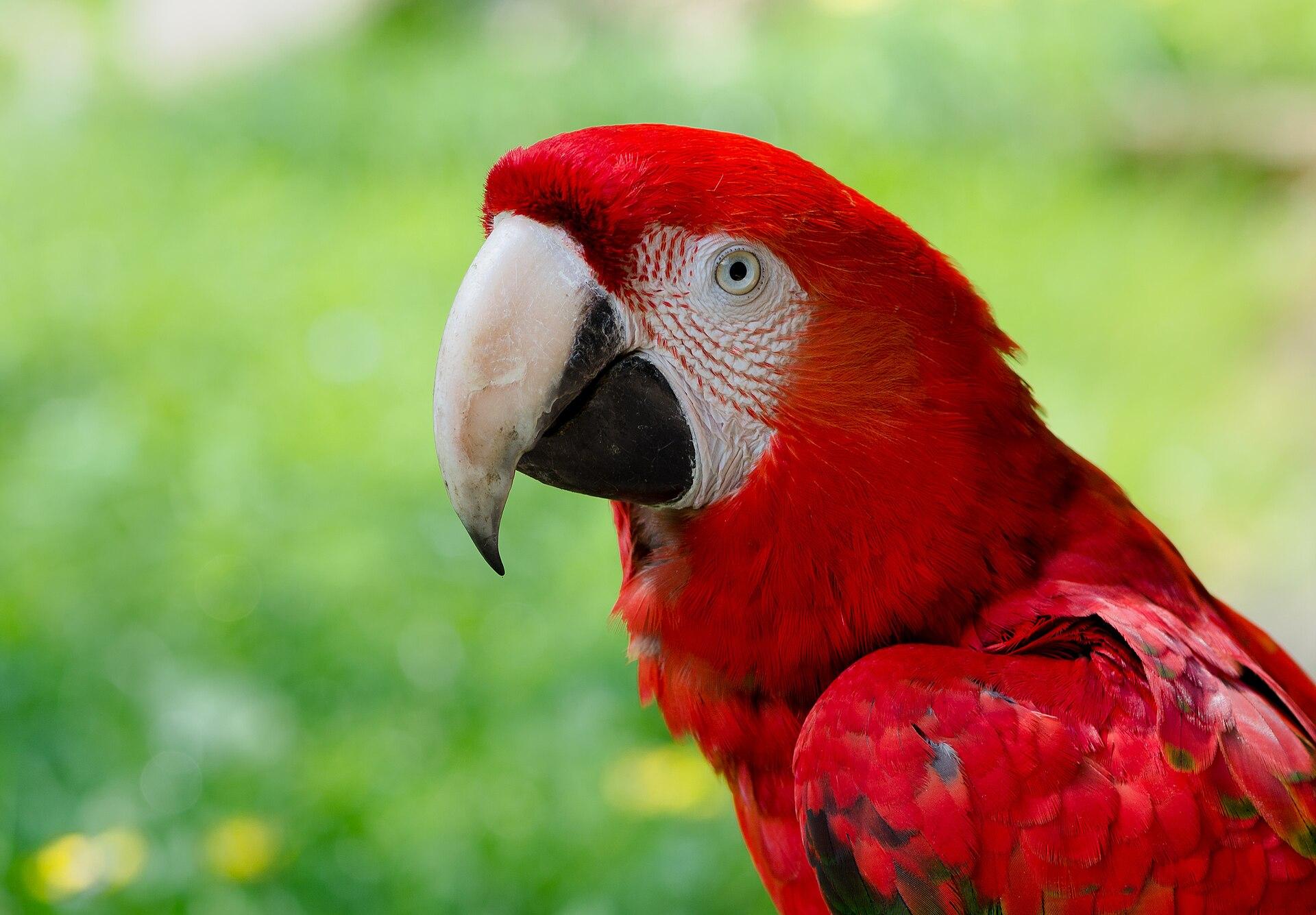 Scarlet Macaw jigsaw puzzle preview