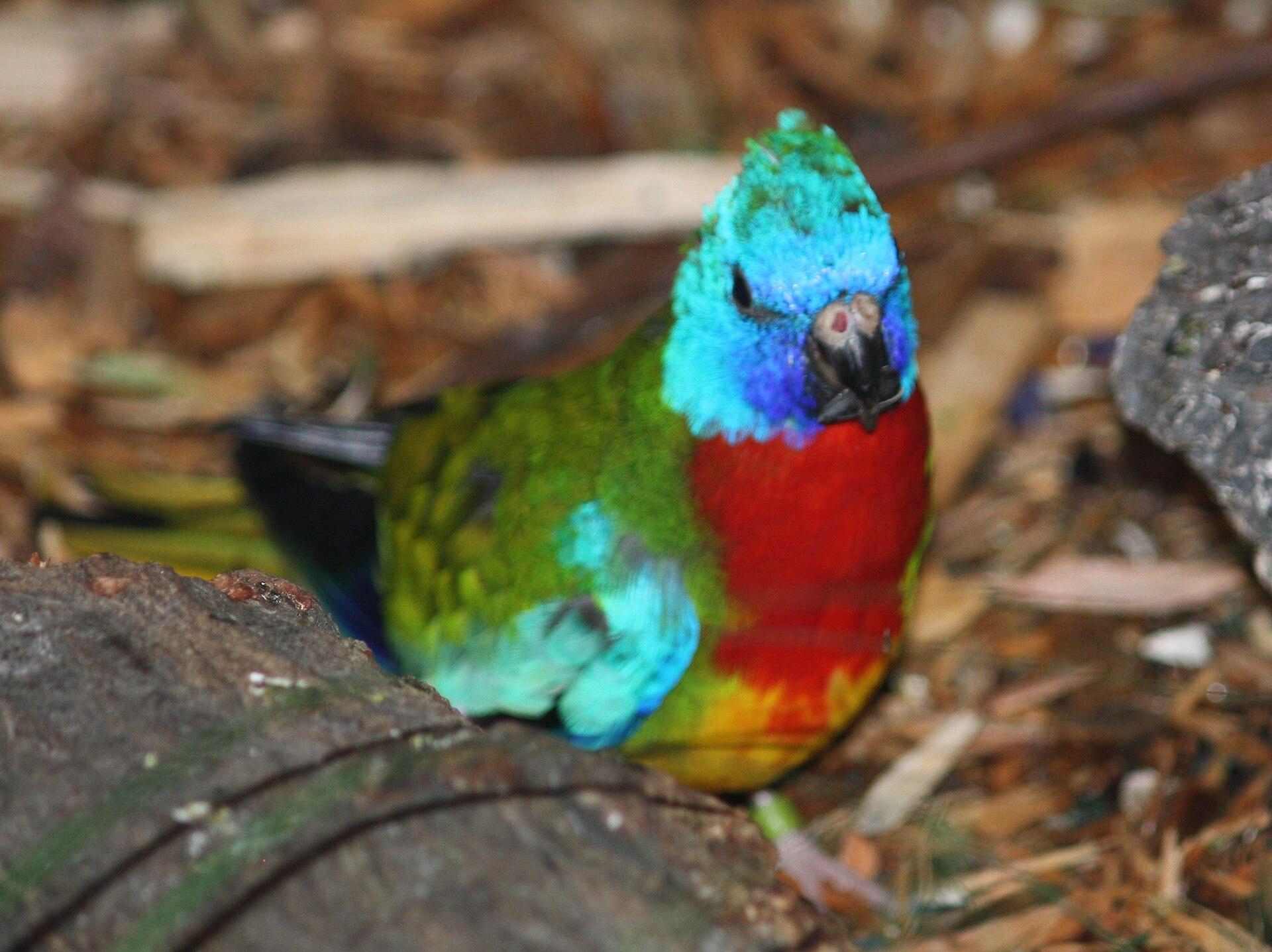 Scarlet Parrots jigsaw puzzle preview