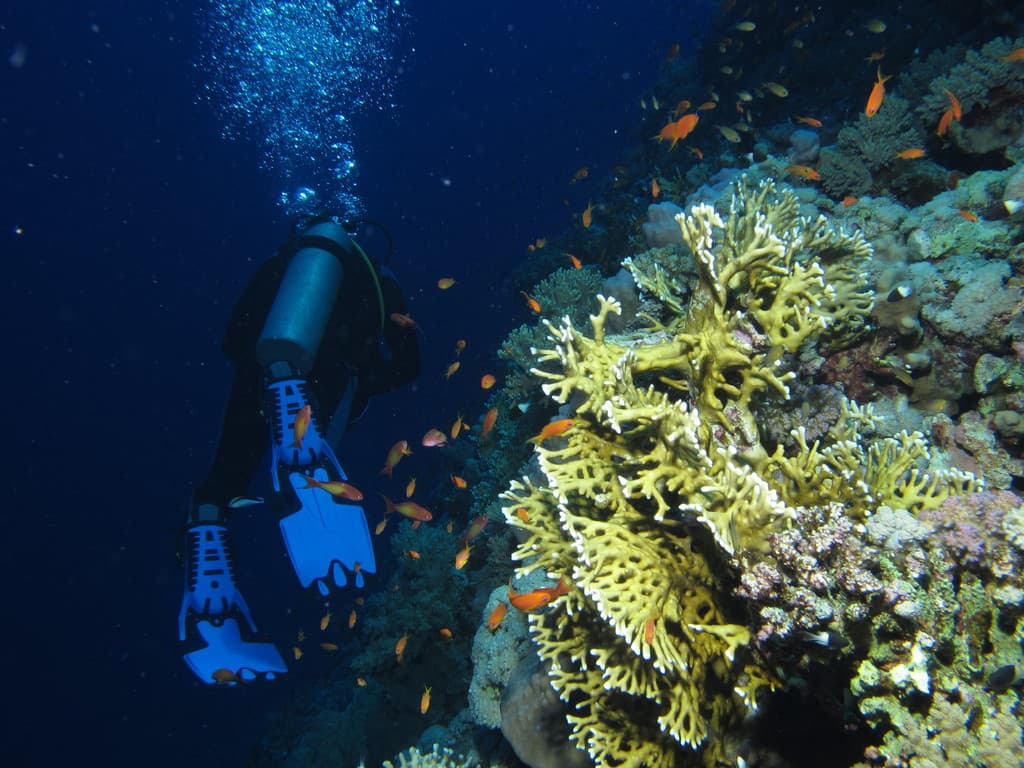 Scuba Diver and Reef jigsaw puzzle preview