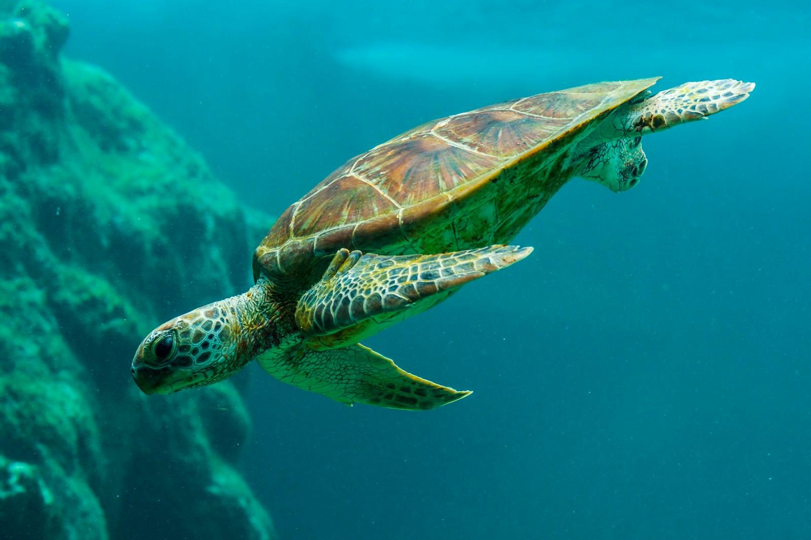 Sea Turtle Glide jigsaw puzzle preview
