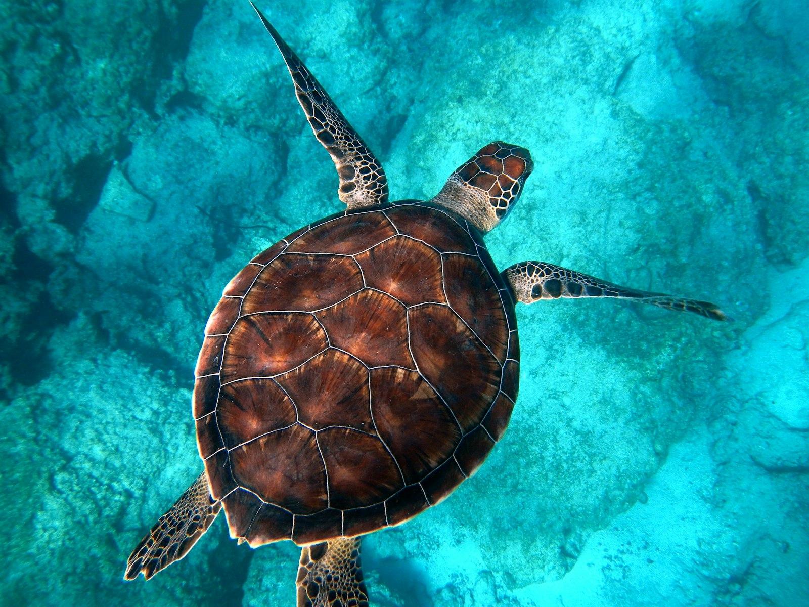 Sea Turtle Swimming jigsaw puzzle preview