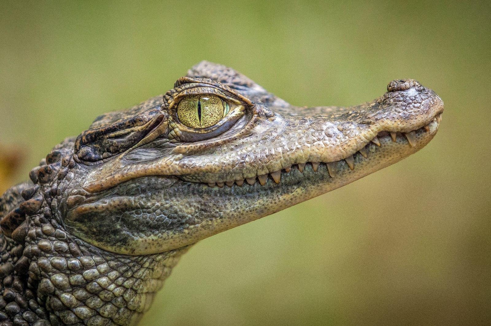 Selective Focus Photography Of Crocodile jigsaw puzzle preview