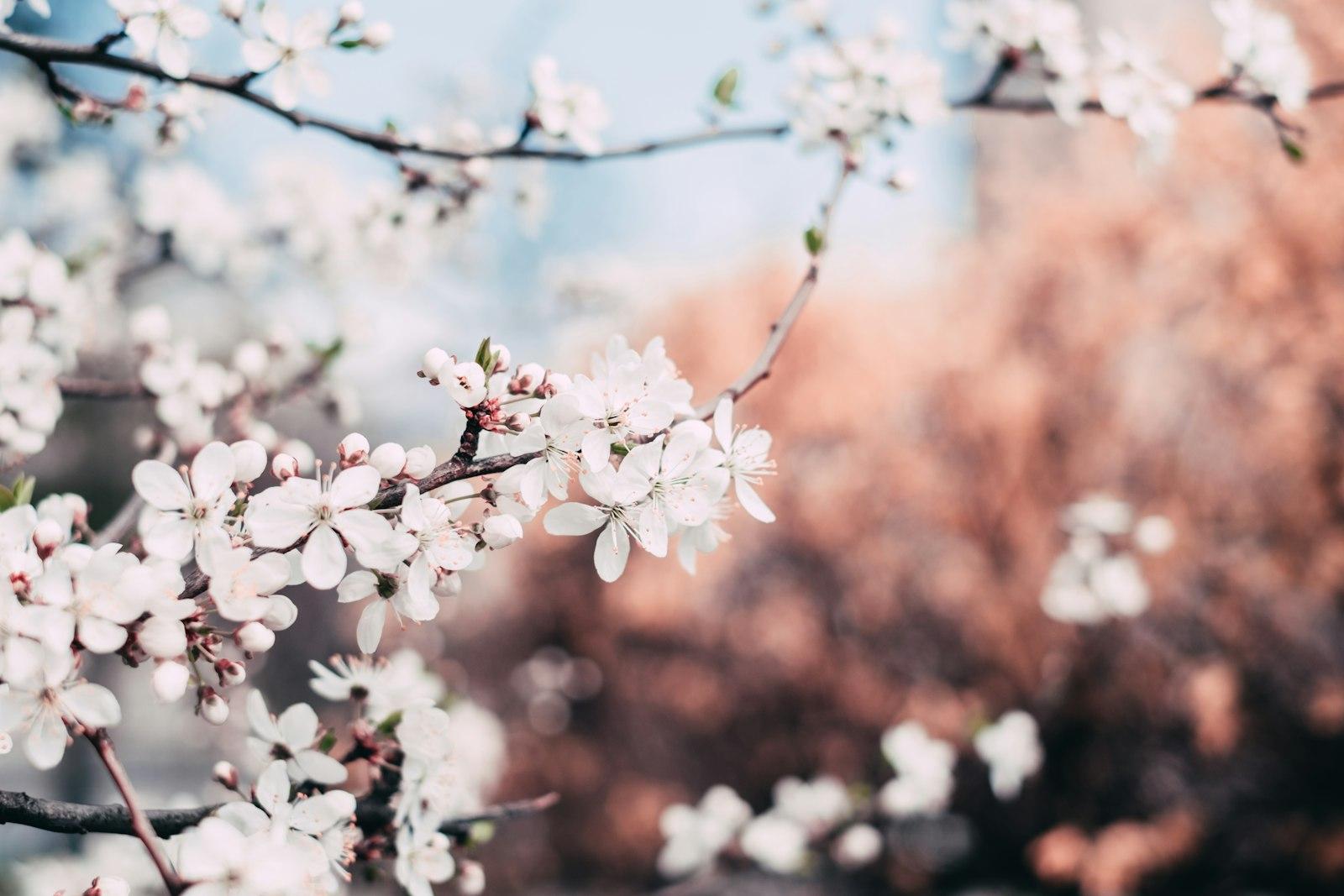 Selective Focus Photography Of White Petaled Flowe jigsaw puzzle preview