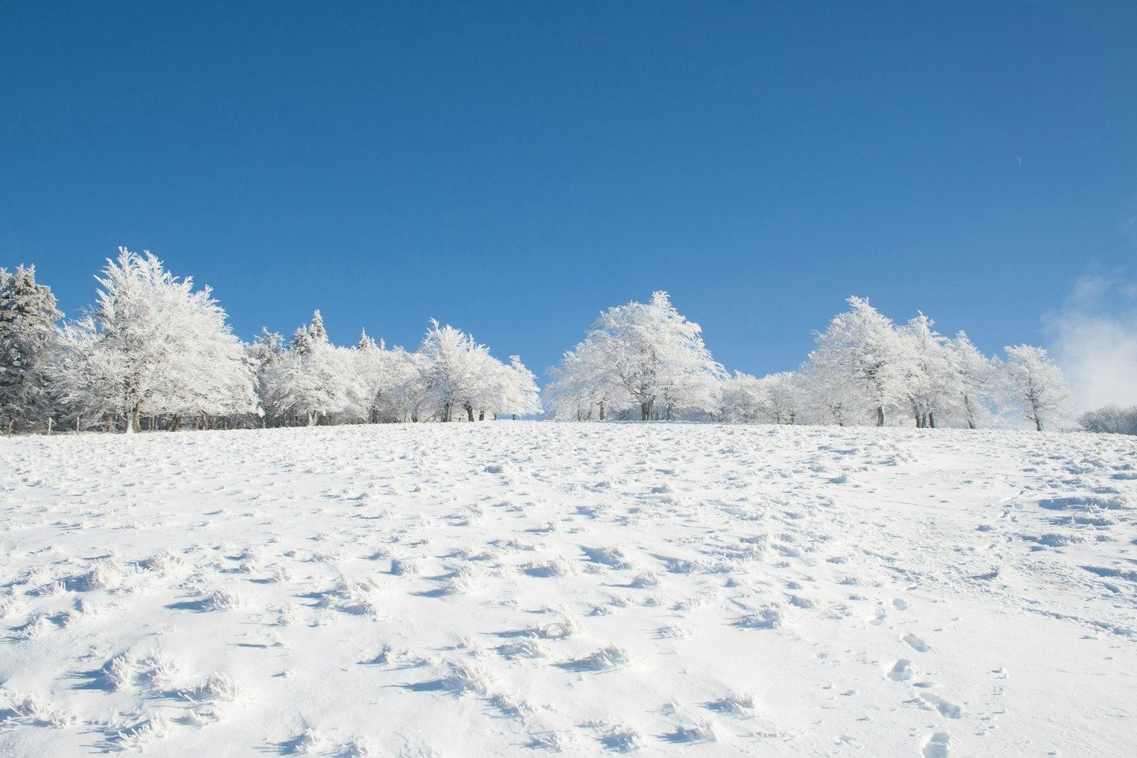 Serene Winter 49 jigsaw puzzle preview
