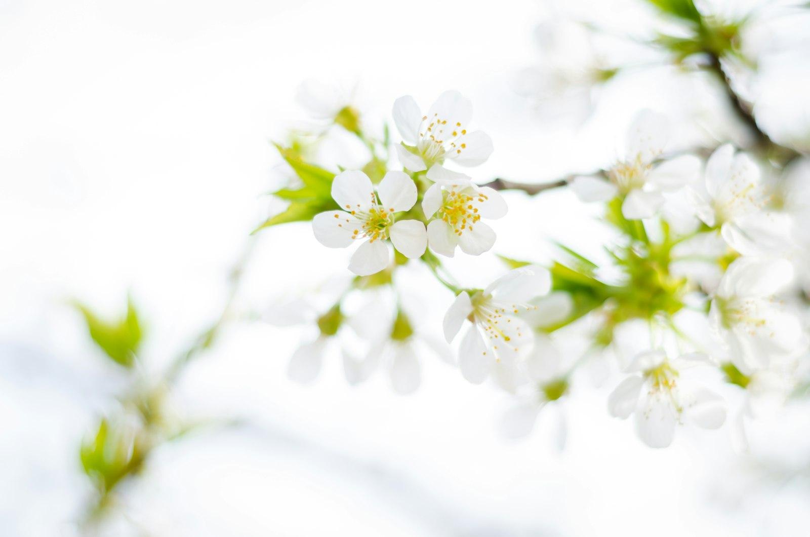 Shallow Focus Photo Of White Flowers jigsaw puzzle preview