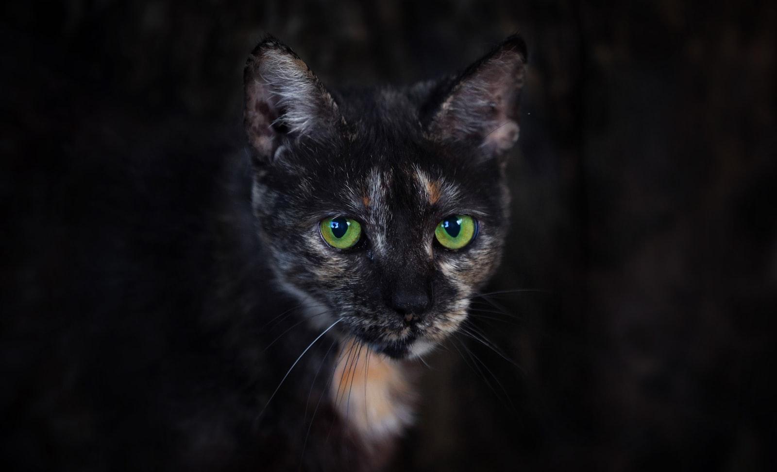 She'S Not Young. You Can Tell That Not By Her Wrin jigsaw puzzle preview