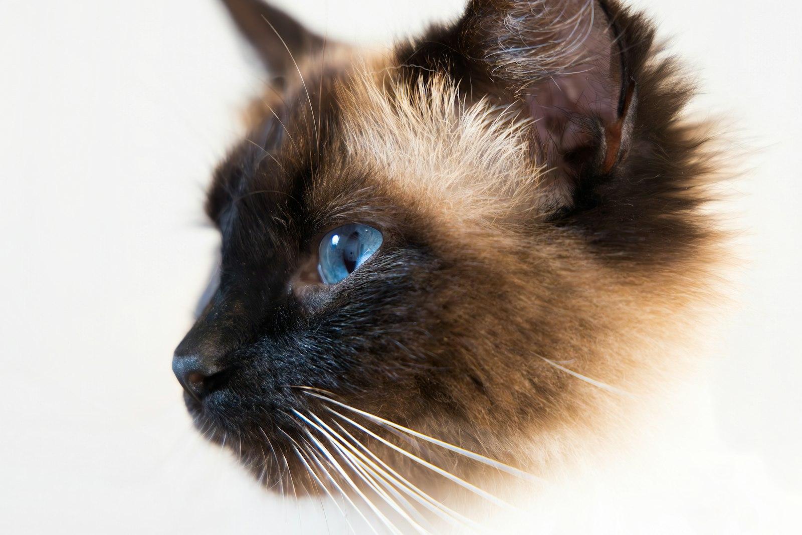 Siamese Cat With Striking Blue Eyes Against A Whit jigsaw puzzle preview
