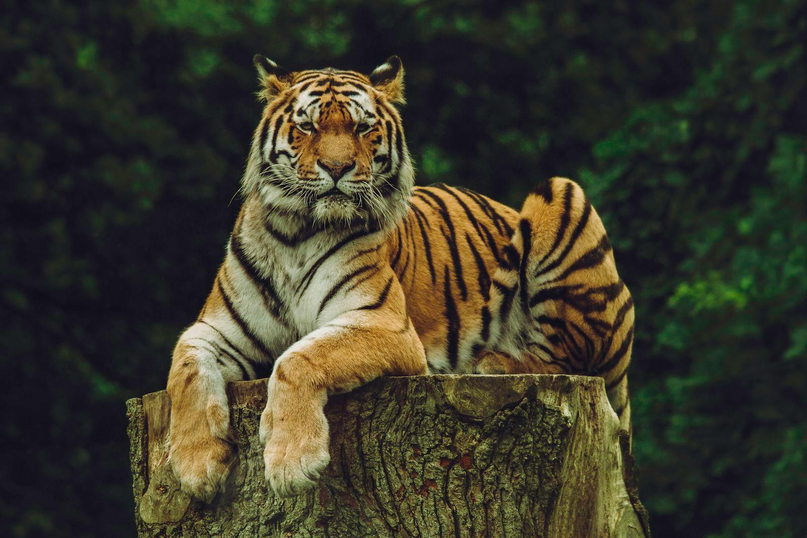 Siberian Tiger Chillin On His Log jigsaw puzzle preview