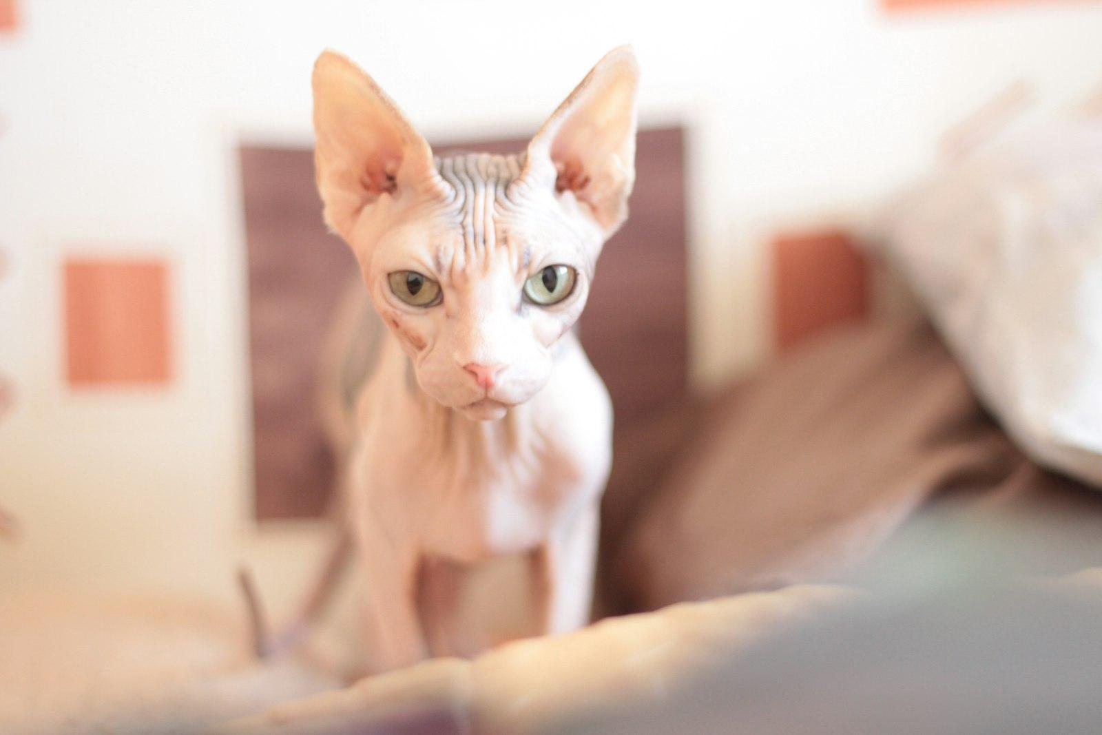 Simple Portrait Of A Cat jigsaw puzzle preview