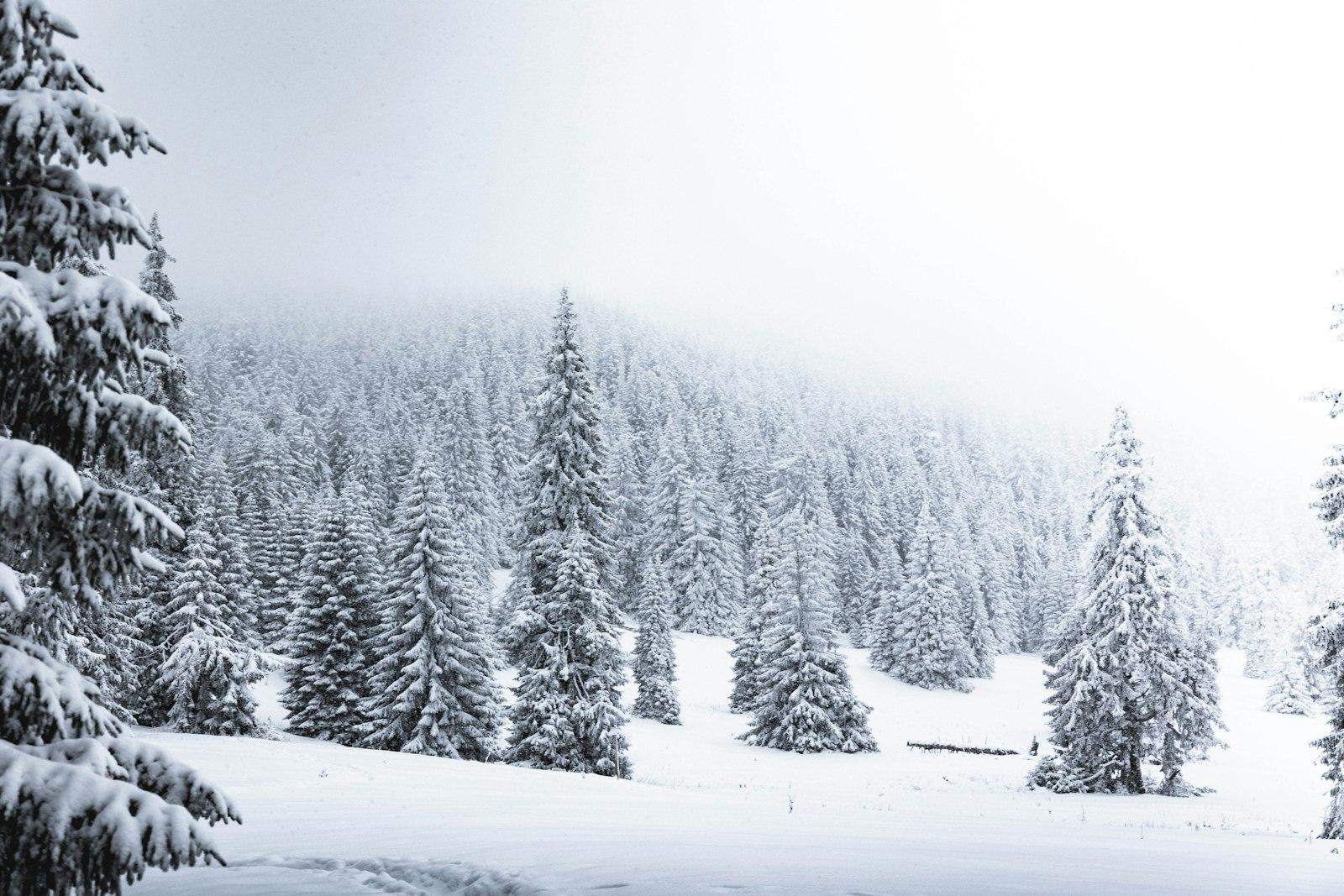 Snow Covered Trees During Daytime jigsaw puzzle preview