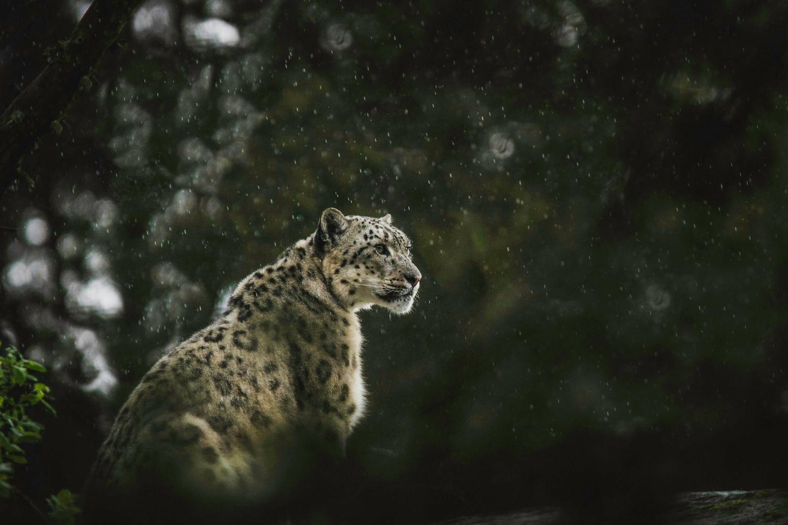 Snowleopard In The Rain jigsaw puzzle preview