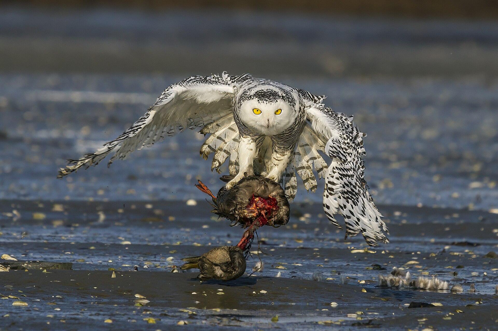 Snowy Owl jigsaw puzzle preview