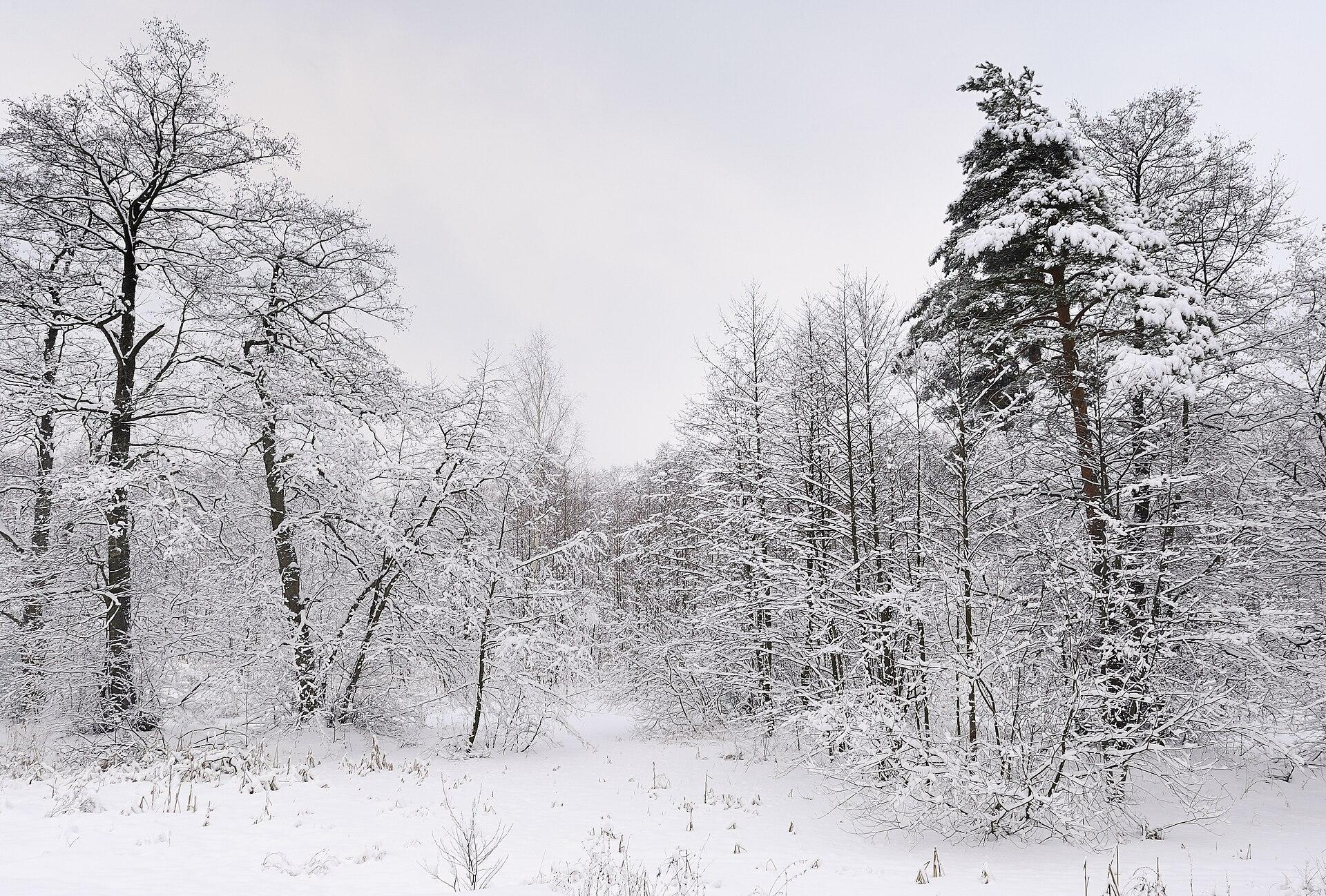 Snowy Winter Forest jigsaw puzzle preview