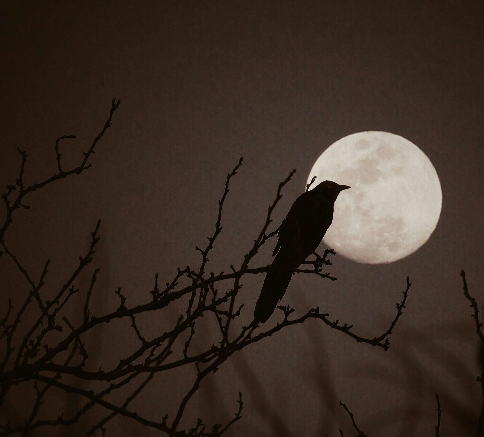 Spooky Crow Next To The Full Moon jigsaw puzzle preview