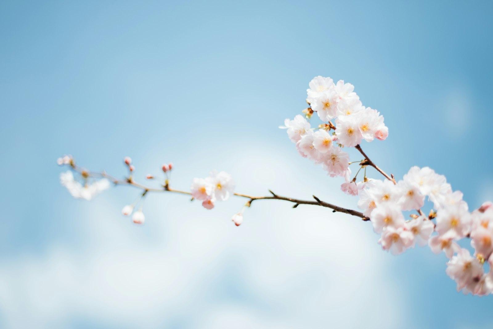 Spring Flower Blossoms On Branch jigsaw puzzle preview