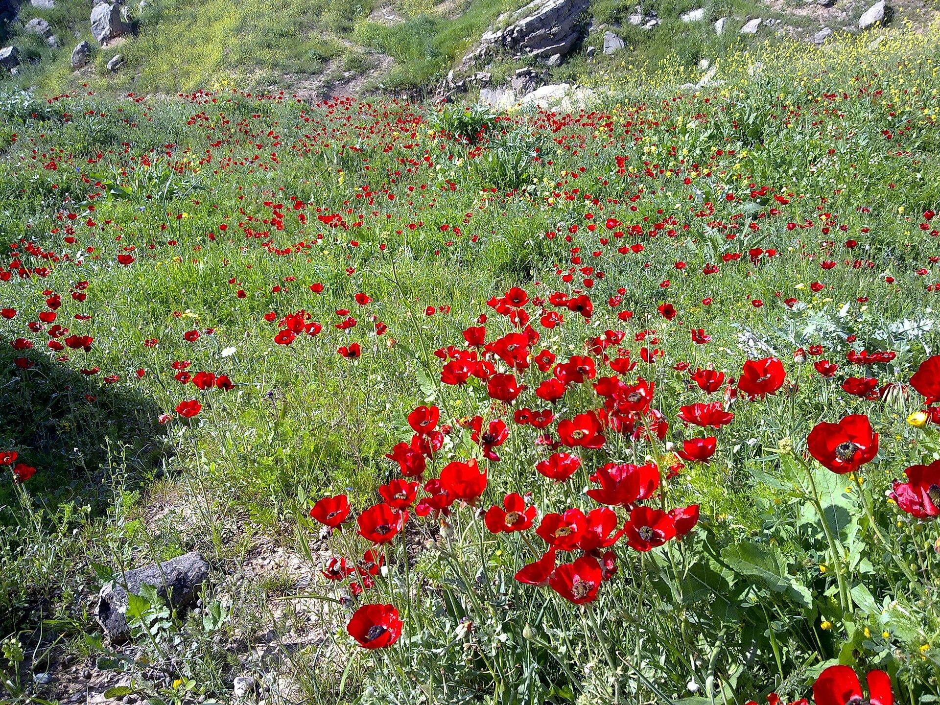 Spring Meadow Flowers jigsaw puzzle preview